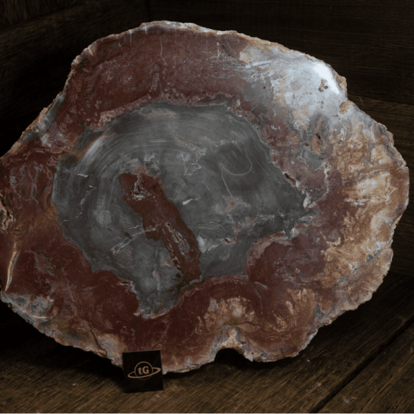 Petrified Wood (木化石)