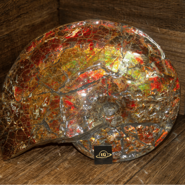 Ammonite