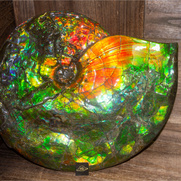 Ammonite (班彩螺)