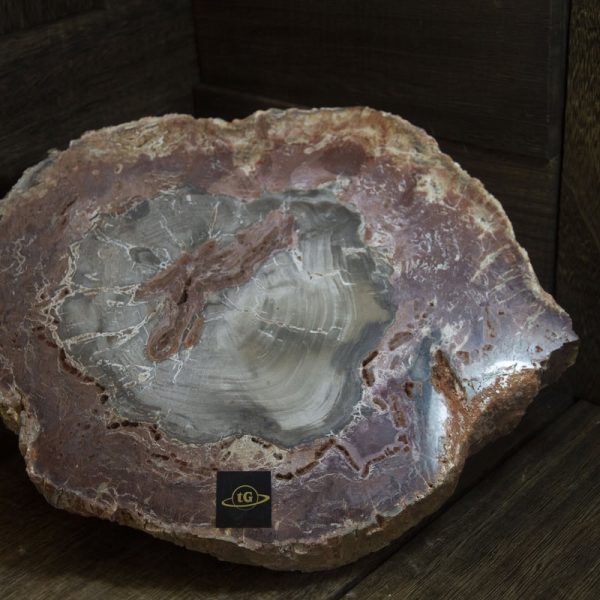Petrified Wood (木化石)