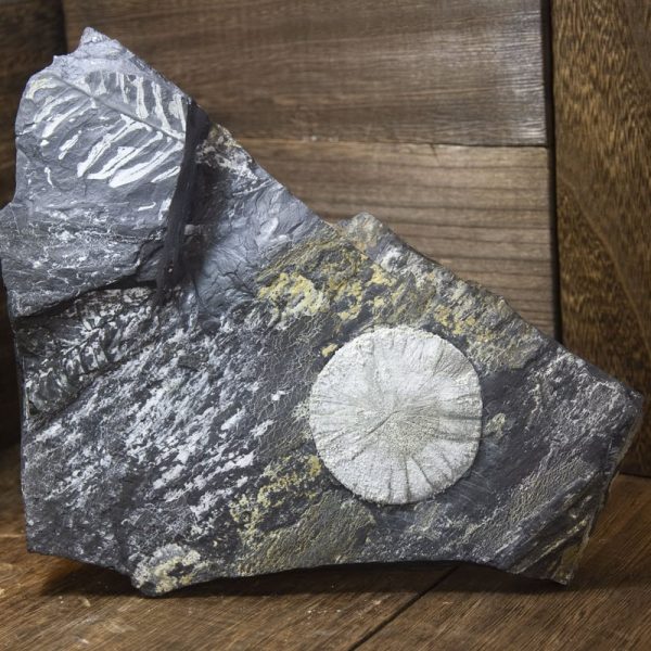 Pyrite (黄铁矿)